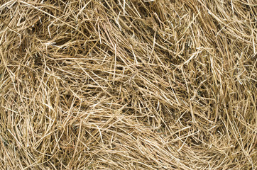 Dry hay stack texture closeup