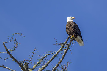Eagle in barren tree.