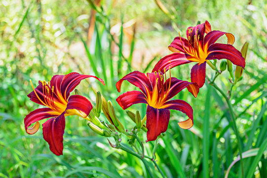 Fototapeta Red daylily (Hemerocallis) closeup in the garden