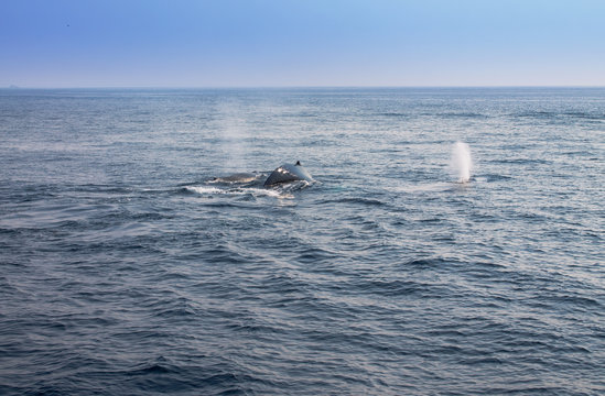 Whale blowing in Atlantic ocean