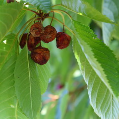 Monilia-Fruchtfäule (Monilinia fructigena) an einer Süßkirsche.