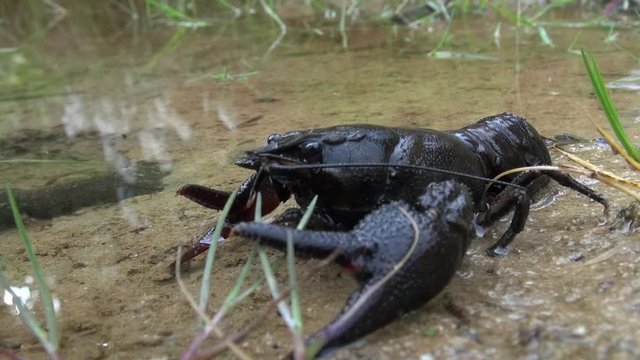 crayfish  - astacus astacus - under water