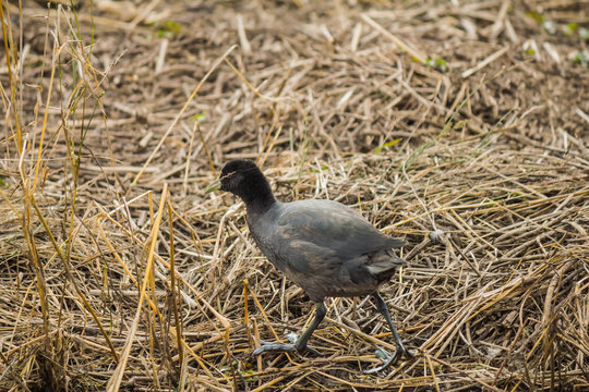 polla de agua entre los pastos secos