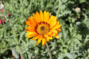 part de tarte 26082016