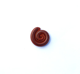millipede roll on white background