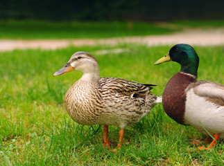 Naklejka na ściany i meble Two Mallard Ducks on green grass. Duck and drake have a rest on a green bright grass
