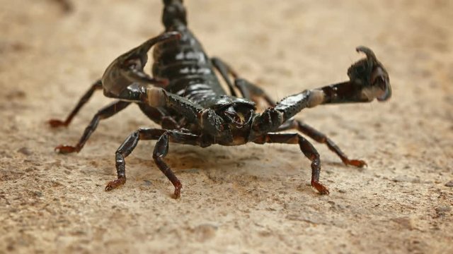 Video UHD - Menacing Asian forest scorpion (Heterometrus) close up