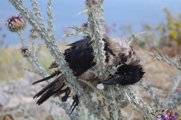 Dead magpie