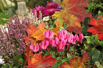 Massif de fleurs automnal
