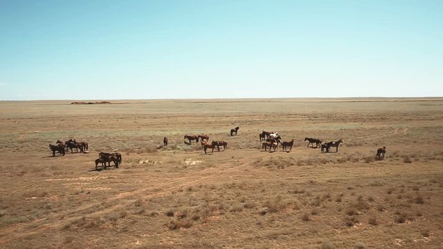 aerial shot horses in the steppe