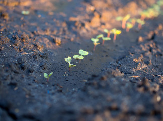 The bed with young shoots of cucumber after watering