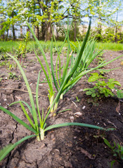Green onions grow in the garden