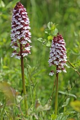 Purpur-Knabenkraut (Orchis purpurea) mit fliegendem Käfer 