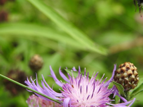 Background Thistle