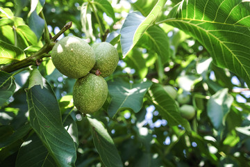 Walnut tree
