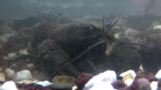 crawfish  - astacus astacus - under water