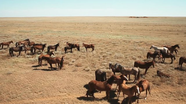 horses in the steppe