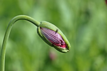 Obraz premium Schlafmohnknospe (Papaver somniferum) mit Fliege 