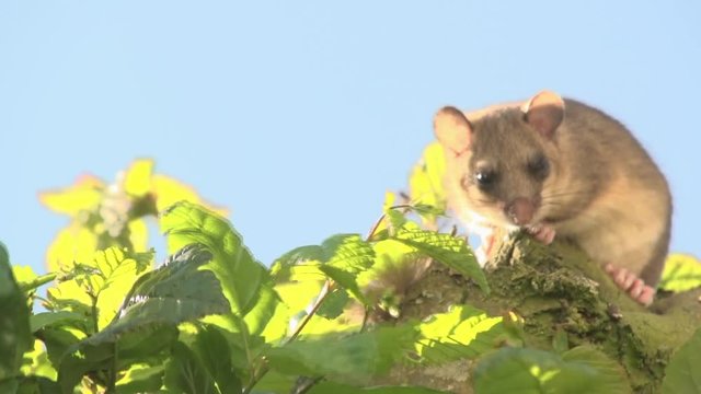 dormouse on a tree