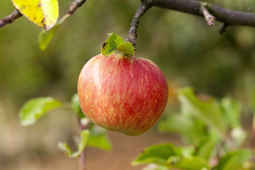 Apple on a branch