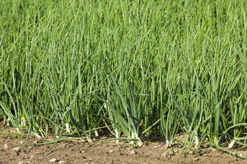 sprouts green onions