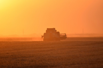 Fototapeta premium Collection soybean crop at sunset.