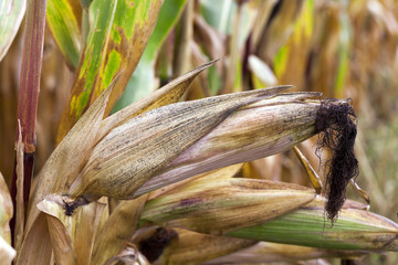 mature corn crop