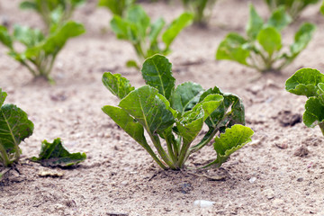 Field with sugar beet
