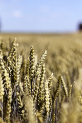 unripe ears of wheat