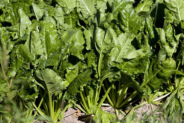 Fototapeta premium Field with sugar beet
