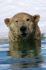 Polar bear in Arctic sea