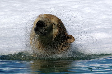 Obraz premium Polar bear in Arctic sea