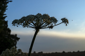 common hogweed (Heracleum sphondylium) blossom silhouette against the evening sky