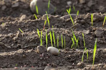 young grass plants, close-up