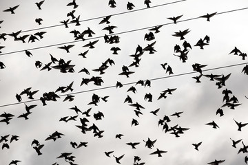 birds flying in the sky