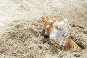 sea shell in the sand at the beach, concept for summer holidays at the sea
