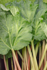 Fresh healthy, homegrown rhubarb from the garden with the leaves still on