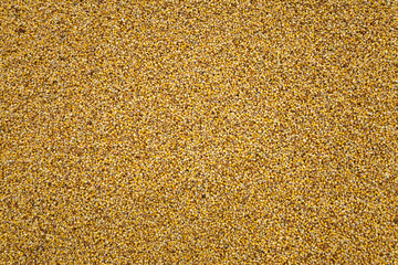 Corn seeds, close-up