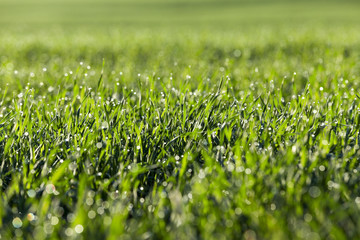 young grass plants, close-up
