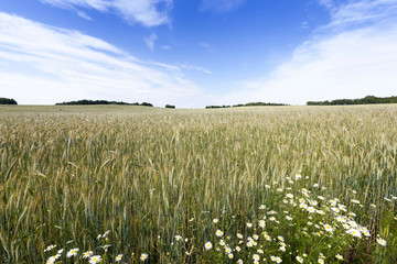 flowers in the field