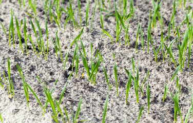 green cereals , spring