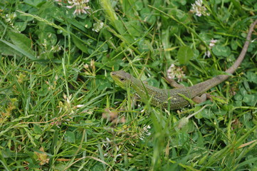 Green Lizard (Lacerta trilineata)