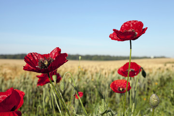 red poppies in a field