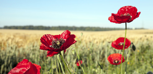 red poppies in a field