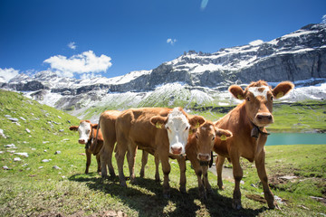 Cows grazing on a alpine pasture in high mountains, ringing with their bells