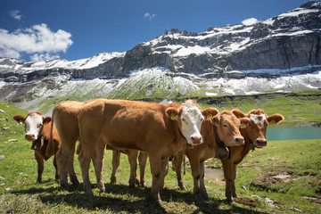 Fototapeta na wymiar Herd of young cows grazing on a alpine pasture in high mountains, ringing with their bells