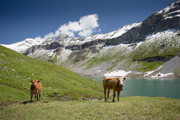 Herd of young cows grazing on a alpine pasture in high mountains, ringing with their bells