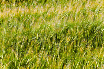 immature cereals, wheat