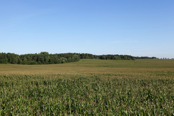corn field, agriculture