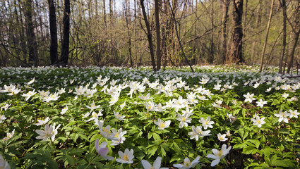 the first white flowers